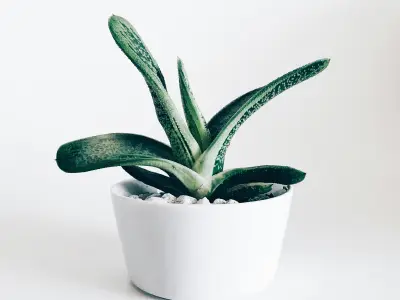 麻将胡了1